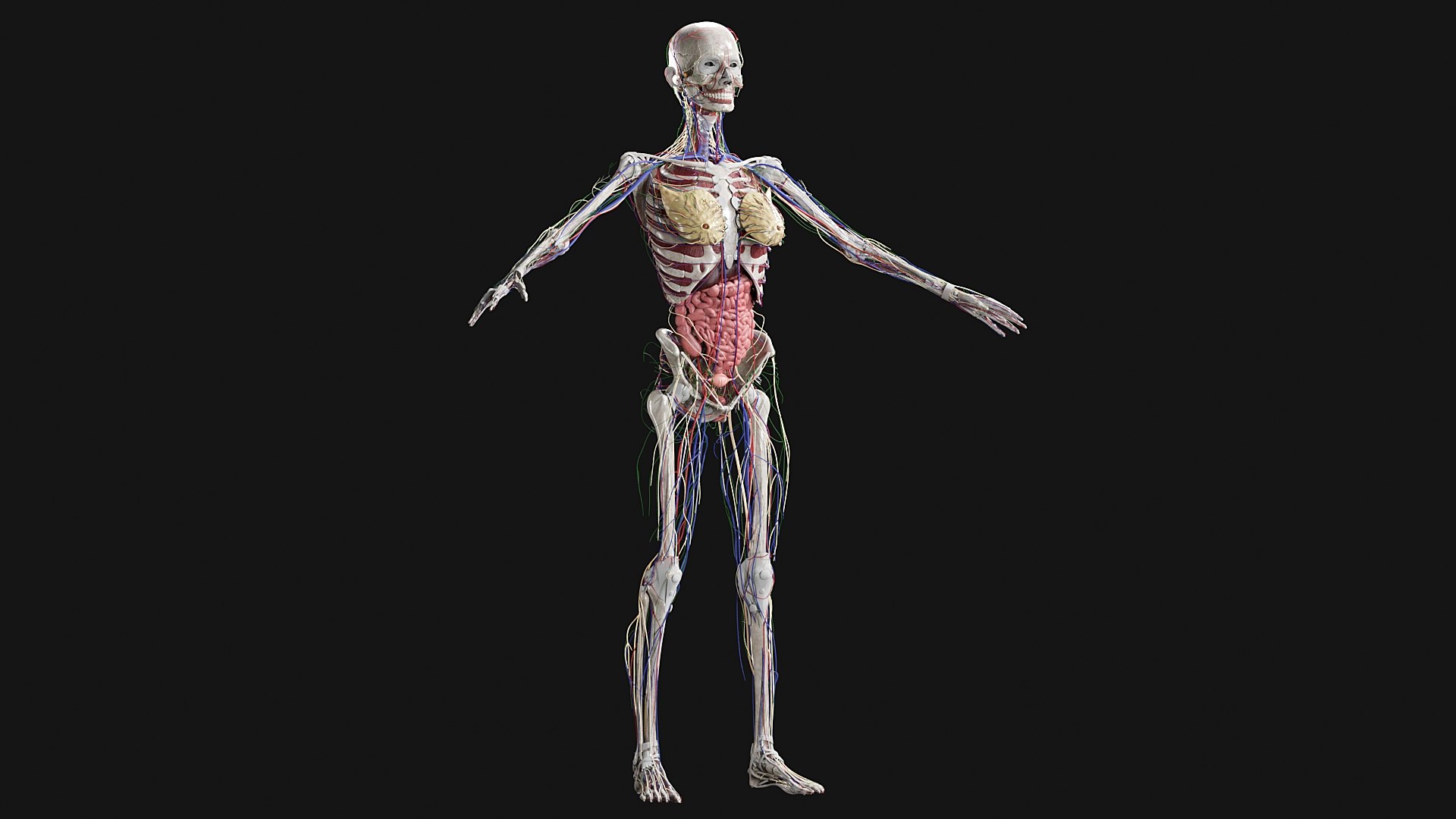 3D Female and Male Complete Anatomy https://p.turbosquid.com/ts-thumb/Cm/Lxbojr/OP/s10/jpg/1625127303/1920x1080/fit_q87/9fe8a4cd07e0b8f9d1f35ad2d2dd3e64bbe88cd2/s10.jpg
