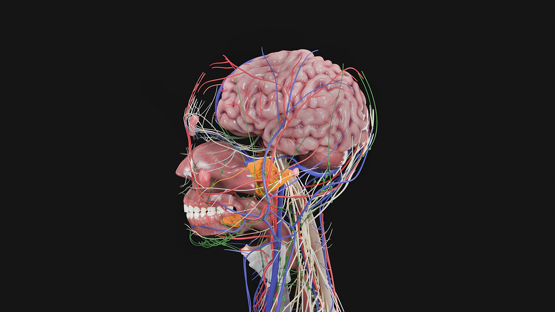 3D Female and Male Complete Anatomy https://p.turbosquid.com/ts-thumb/Cm/Lxbojr/On/g2/jpg/1625127149/1920x1080/fit_q87/921385ac520ad63a1e773be5778d5c2352ade15d/g2.jpg