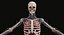3D Female and Male Complete Anatomy