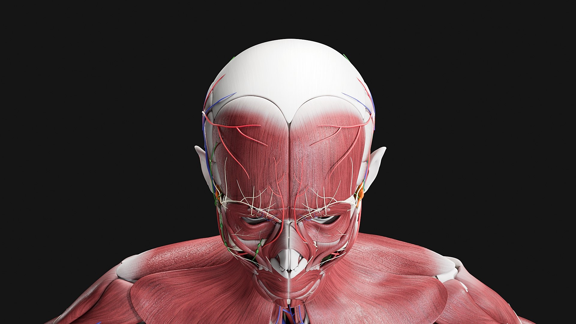 3D Female and Male Complete Anatomy https://p.turbosquid.com/ts-thumb/Cm/Lxbojr/Ph/m5/jpg/1625127174/1920x1080/fit_q87/597b0b7dcb24c0f7056ff360a011fa24bf2060e5/m5.jpg