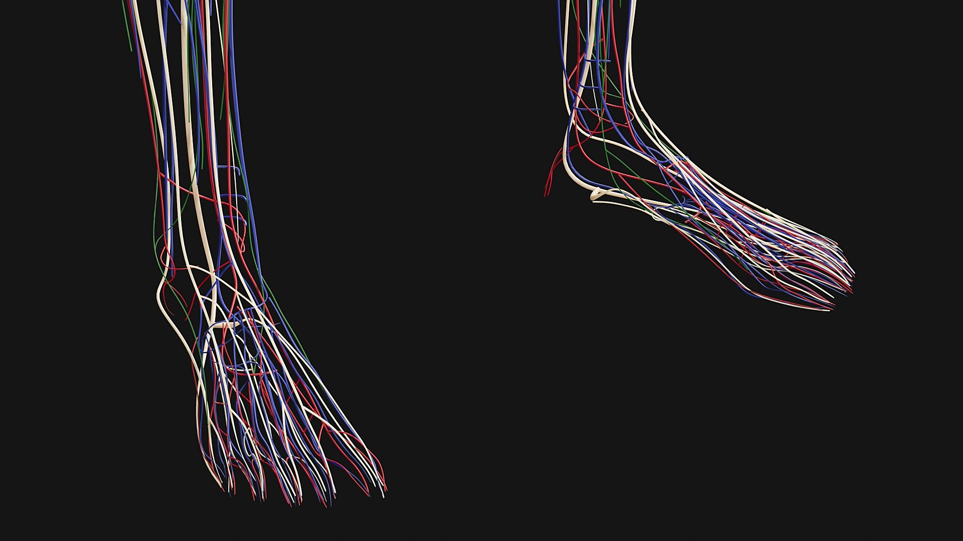 3D Female and Male Complete Anatomy https://p.turbosquid.com/ts-thumb/Cm/Lxbojr/SF/g14/jpg/1625127369/1920x1080/fit_q87/3fb06ba3abb2275d8b674d7e2a66e450028603e5/g14.jpg