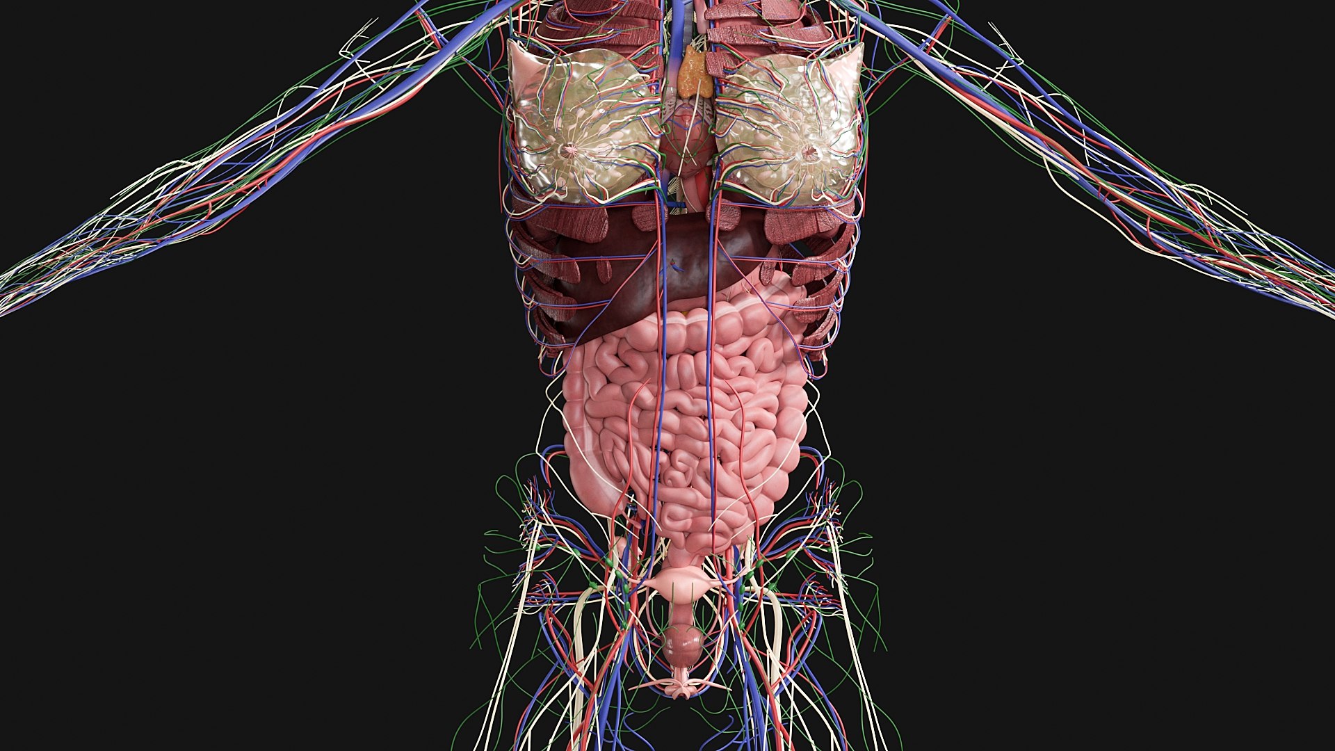 3D Female and Male Complete Anatomy https://p.turbosquid.com/ts-thumb/Cm/Lxbojr/WC/g15/jpg/1625127348/1920x1080/fit_q87/ff28c63740b09de380565443f548e8887ce9e48c/g15.jpg
