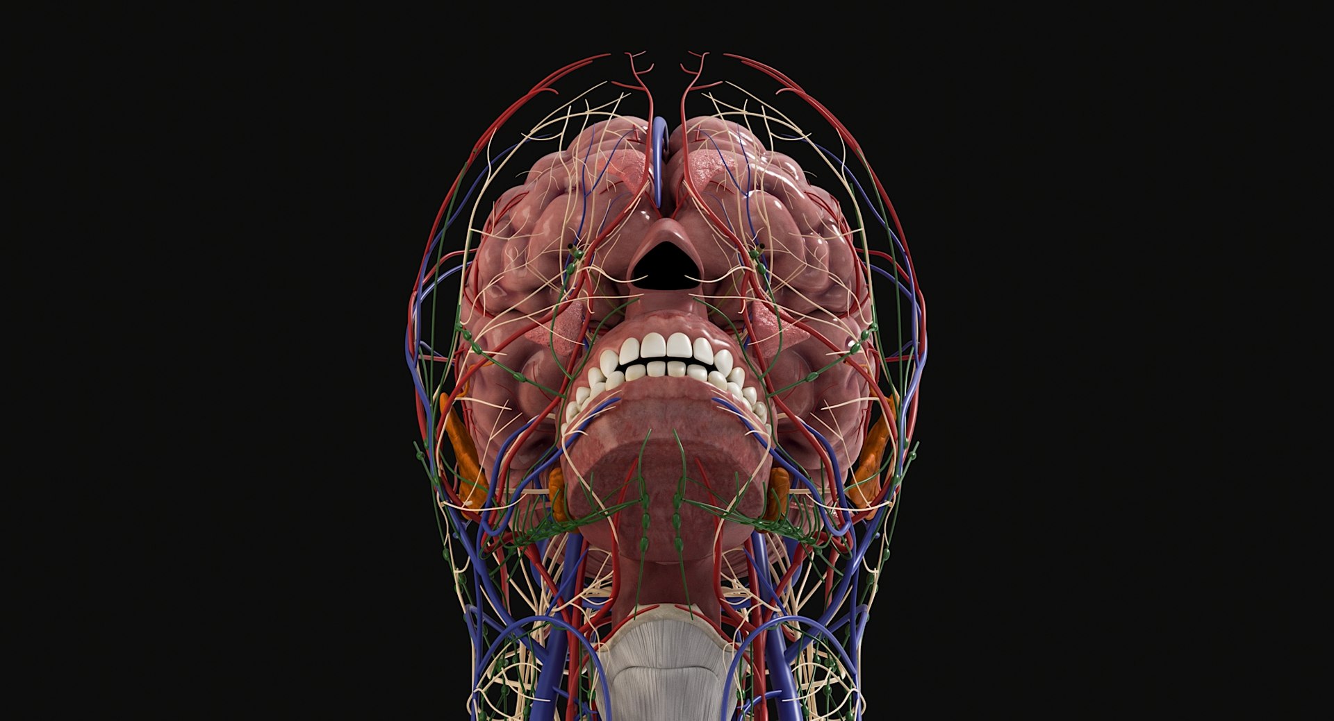3D Female and Male Complete Anatomy https://p.turbosquid.com/ts-thumb/Cm/Lxbojr/YR/male_complete_anatomy17/jpg/1625126983/1920x1080/fit_q87/3ba3e1121e171d4ab2644a436297f811b9ce506d/male_complete_anatomy17.jpg