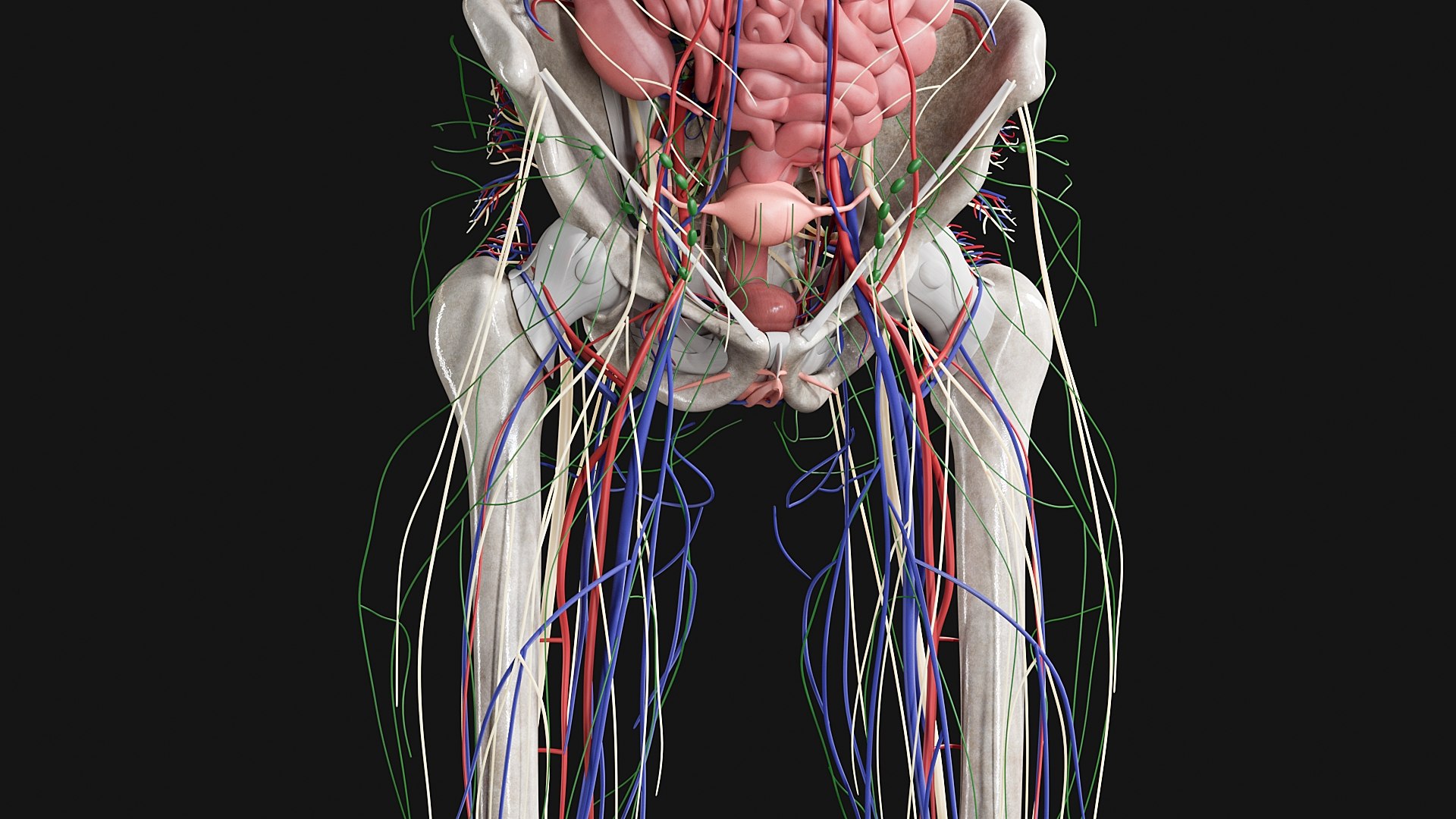 3D Female and Male Complete Anatomy https://p.turbosquid.com/ts-thumb/Cm/Lxbojr/Zu/s3/jpg/1625127197/1920x1080/fit_q87/1b85bb3bc59a8c1ee49d8a4241568fa7ab7e4fc9/s3.jpg