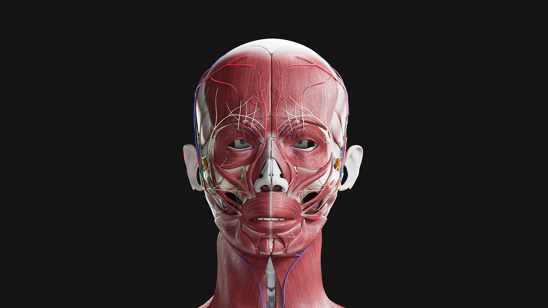 3D Female and Male Complete Anatomy https://p.turbosquid.com/ts-thumb/Cm/Lxbojr/bj/m1/jpg/1625127119/1920x1080/fit_q87/6ea671bc4af384f74e881315581fac3be455cf03/m1.jpg