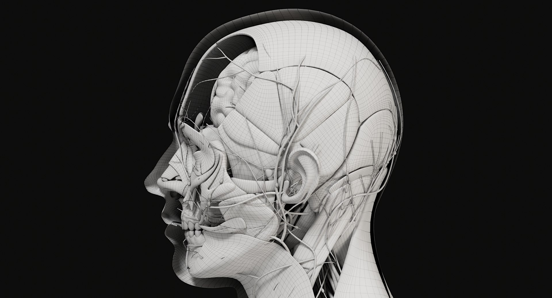 3D Female and Male Complete Anatomy https://p.turbosquid.com/ts-thumb/Cm/Lxbojr/c5/wire4/jpg/1625139962/1920x1080/fit_q87/143614ba7cb3e09c8a31e230994a1896bf6f6f10/wire4.jpg