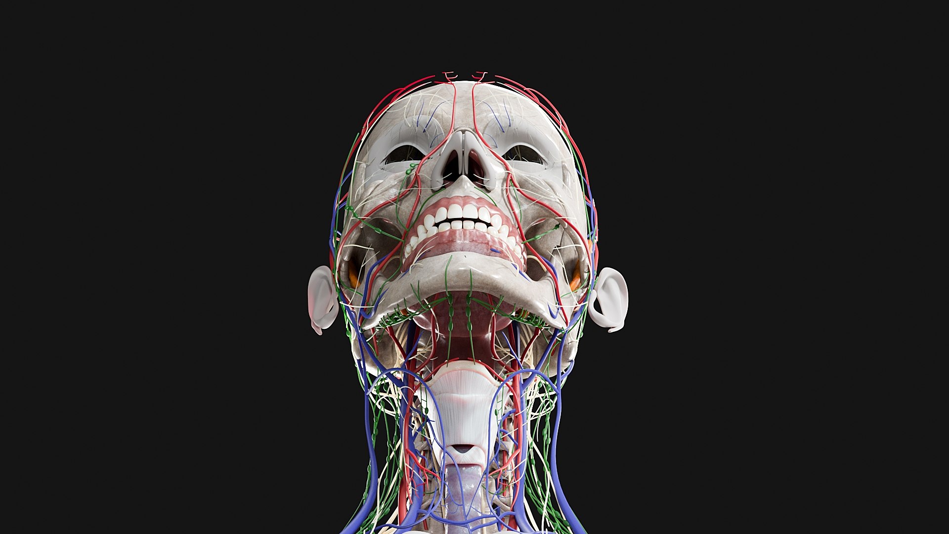 3D Female and Male Complete Anatomy https://p.turbosquid.com/ts-thumb/Cm/Lxbojr/d0/s4/jpg/1625127163/1920x1080/fit_q87/b0133dee502bee2e3b5805f76c7e350e5f1c8e89/s4.jpg