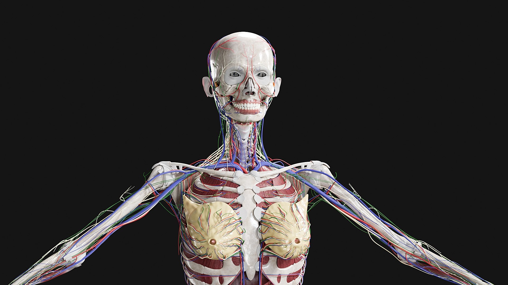 3D Female and Male Complete Anatomy https://p.turbosquid.com/ts-thumb/Cm/Lxbojr/d5/s8/jpg/1625127277/1920x1080/fit_q87/2331393d35ed7b5607d97ca028157f748a06a5e3/s8.jpg
