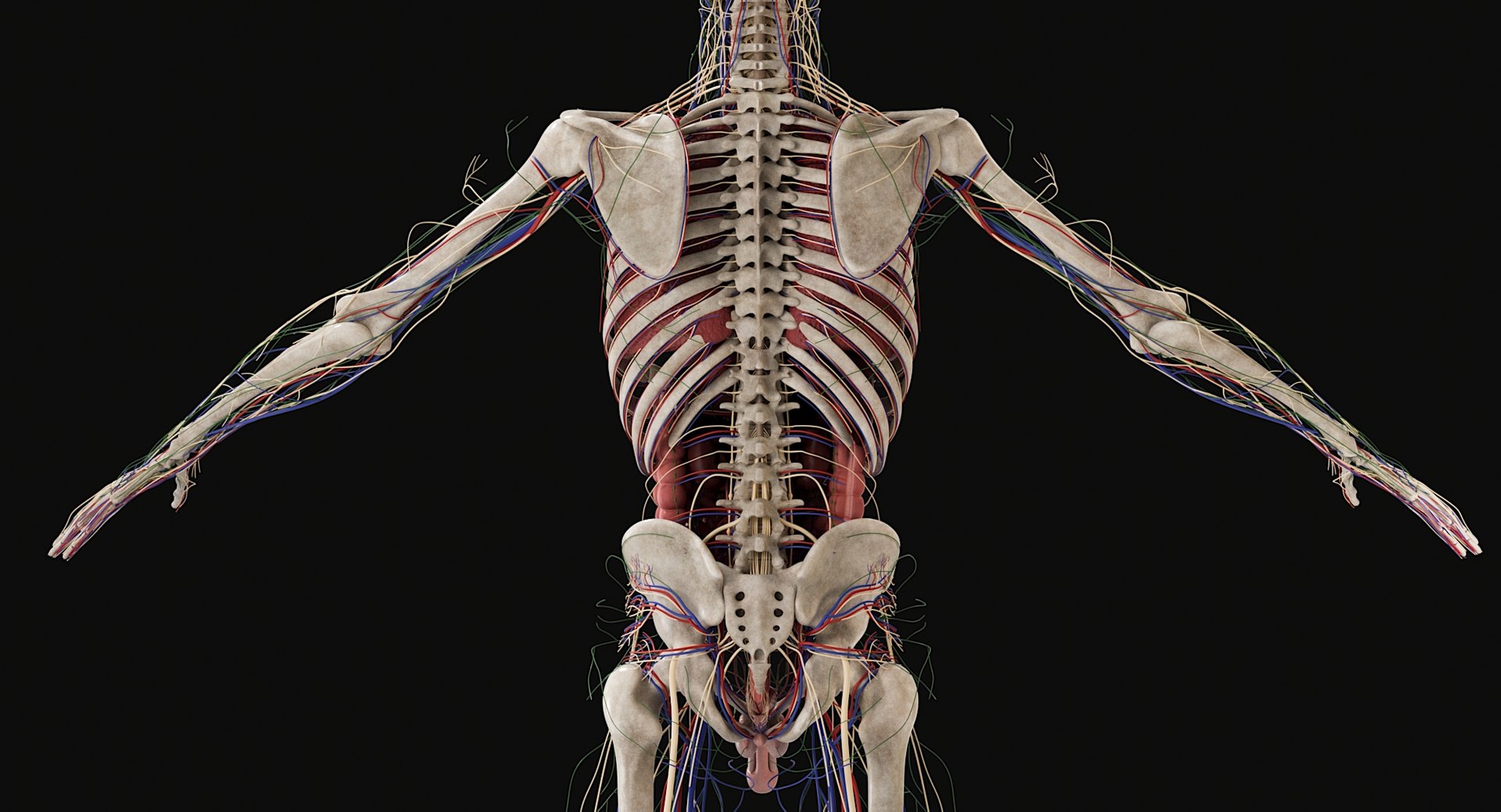 3D Female and Male Complete Anatomy https://p.turbosquid.com/ts-thumb/Cm/Lxbojr/dl/male_complete_anatomy42/jpg/1625126983/1920x1080/fit_q87/c4f60a5393050b98941bd16a6708392aea943096/male_complete_anatomy42.jpg