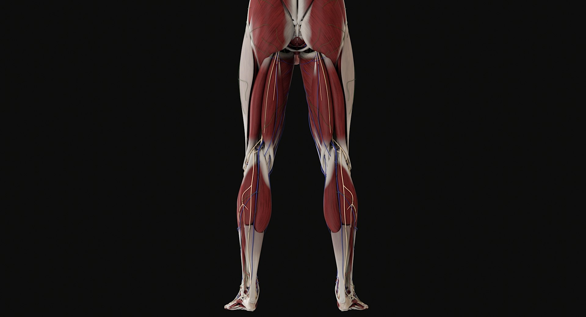 3D Female and Male Complete Anatomy https://p.turbosquid.com/ts-thumb/Cm/Lxbojr/fj/male_complete_anatomy47/jpg/1625126956/1920x1080/fit_q87/0efee631215705e1420cb3513057aa68493db324/male_complete_anatomy47.jpg