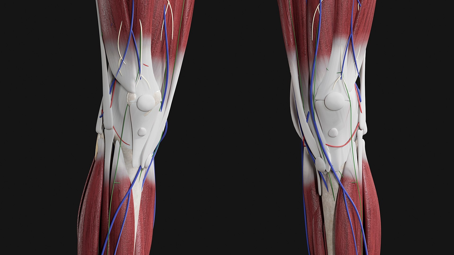 3D Female and Male Complete Anatomy https://p.turbosquid.com/ts-thumb/Cm/Lxbojr/gB/m12/jpg/1625127317/1920x1080/fit_q87/4a452b70c9dc1cee42f85e8a370d1fda8064c288/m12.jpg