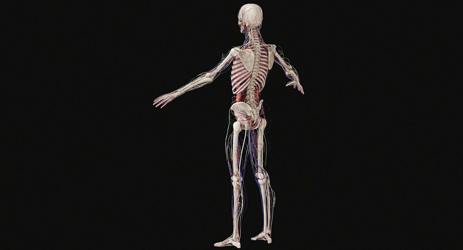 3D Female and Male Complete Anatomy https://p.turbosquid.com/ts-thumb/Cm/Lxbojr/hA/male_complete_anatomy54/jpg/1625126968/1920x1080/fit_q87/51b3f1d35e6677cf2374d7baa7f38b0c3b4a0bc4/male_complete_anatomy54.jpg