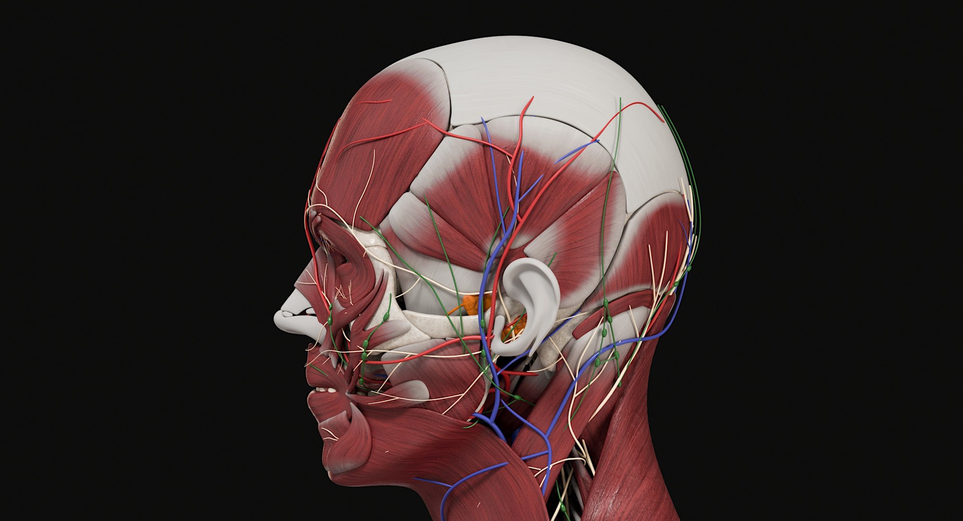 3D Female and Male Complete Anatomy https://p.turbosquid.com/ts-thumb/Cm/Lxbojr/kC/male_complete_anatomy7/jpg/1625126953/1920x1080/fit_q87/517c2d1eb5c36367866d11feaff881918610576d/male_complete_anatomy7.jpg