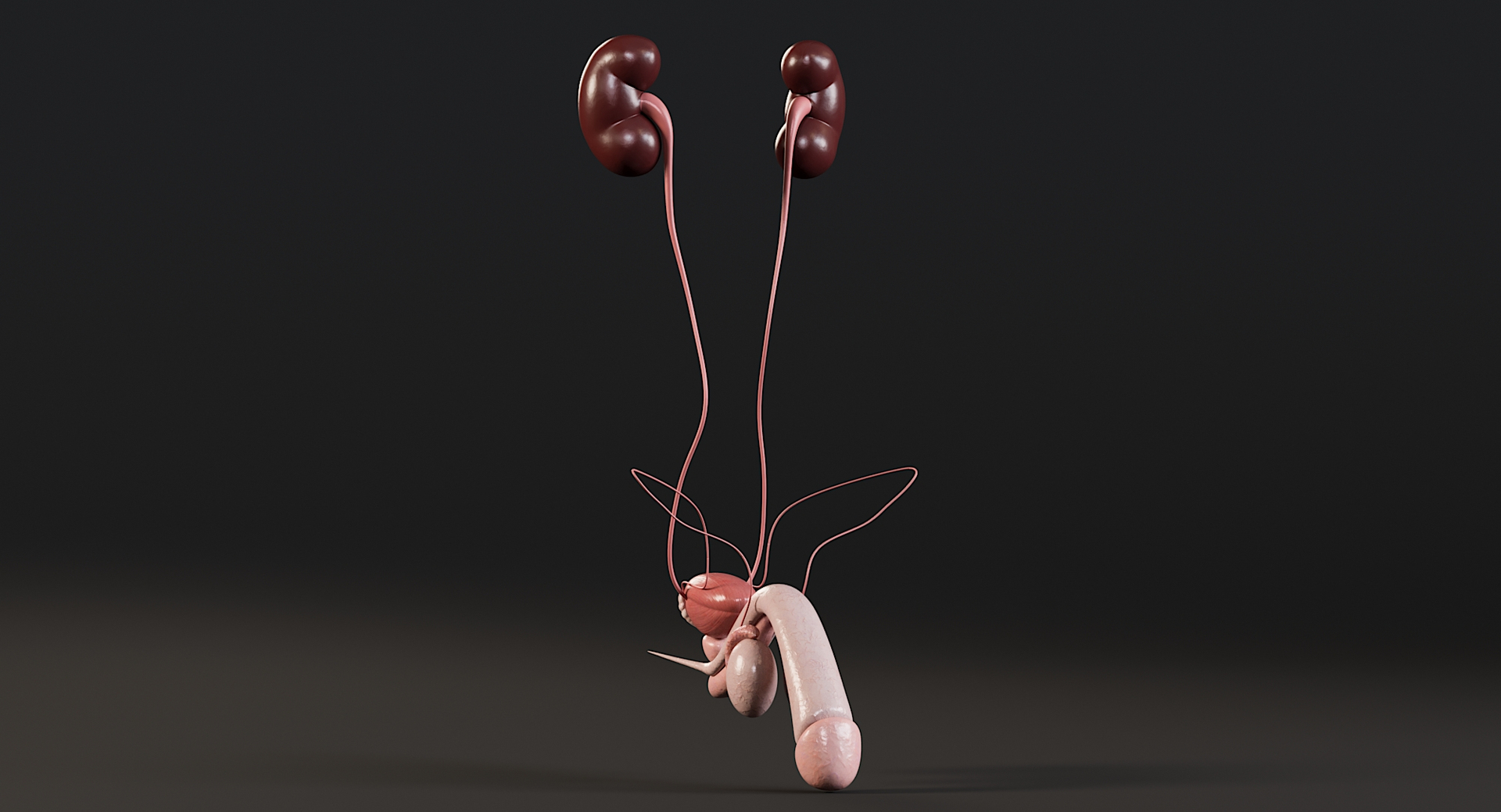 3D Female and Male Complete Anatomy https://p.turbosquid.com/ts-thumb/Cm/Lxbojr/mu/0000/jpg/1625137744/1920x1080/turn_fit_q99/29365248172f6ffdd0d89814ff321b0ac5a72dac/0000-1.jpg