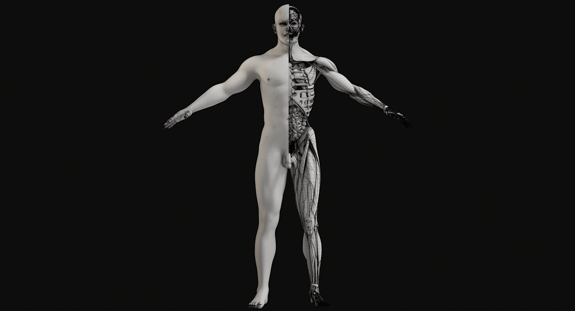 3D Female and Male Complete Anatomy https://p.turbosquid.com/ts-thumb/Cm/Lxbojr/qc/wire2/jpg/1625139958/1920x1080/fit_q87/4817cd94740b6f4aaac994068ae93c5633783669/wire2.jpg