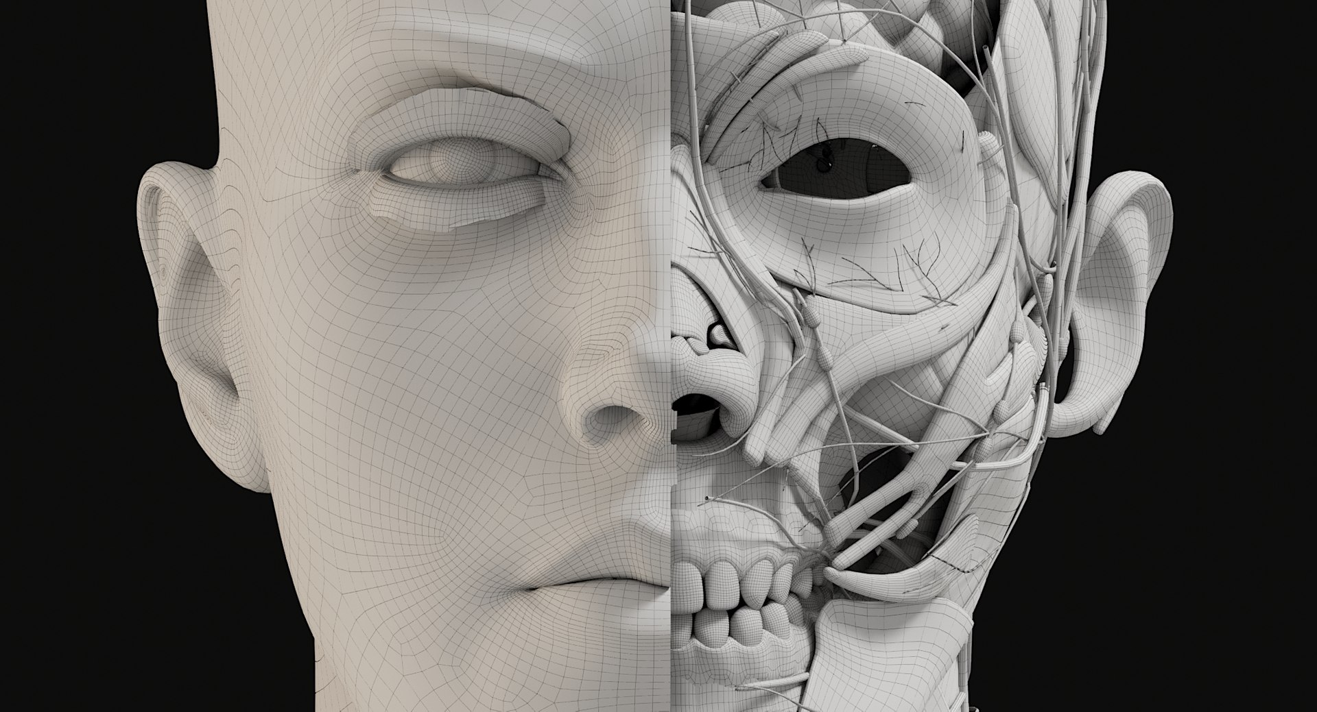 3D Female and Male Complete Anatomy https://p.turbosquid.com/ts-thumb/Cm/Lxbojr/rp/wire47/jpg/1625139962/1920x1080/fit_q87/639bb507be006d7dd9cf58202e8a959b0857c7b9/wire47.jpg