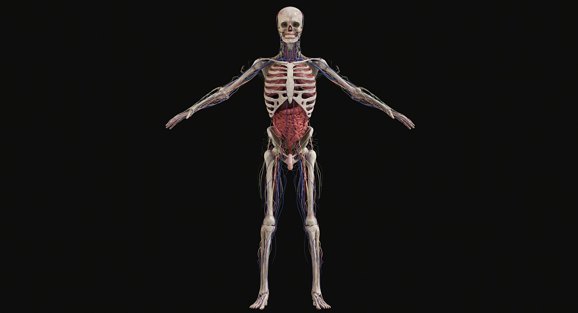 3D Female and Male Complete Anatomy https://p.turbosquid.com/ts-thumb/Cm/Lxbojr/s9/male_complete_anatomy2/jpg/1625126963/1920x1080/fit_q87/0a76dd089c448e1ca607a9bc0131827be5b9212b/male_complete_anatomy2.jpg