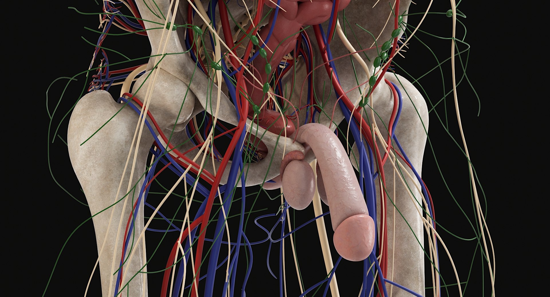 3D Female and Male Complete Anatomy https://p.turbosquid.com/ts-thumb/Cm/Lxbojr/t3/male_complete_anatomy86/jpg/1625127000/1920x1080/fit_q87/27808ecf28ce7102304dd418a82dd7cc063b3b18/male_complete_anatomy86.jpg