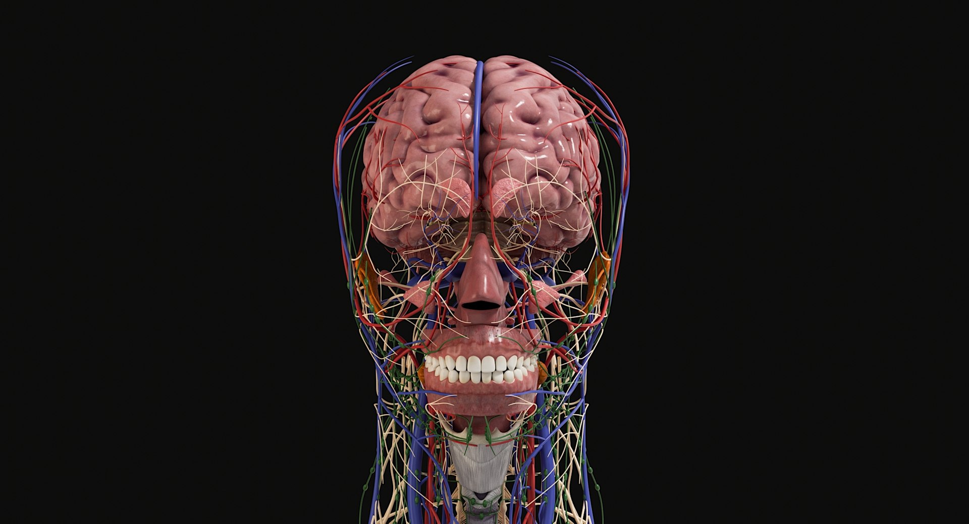 3D Female and Male Complete Anatomy https://p.turbosquid.com/ts-thumb/Cm/Lxbojr/t6/male_complete_anatomy25/jpg/1625126978/1920x1080/fit_q87/856393e91f72db12a2e7f283f05d185fa08e8bee/male_complete_anatomy25.jpg