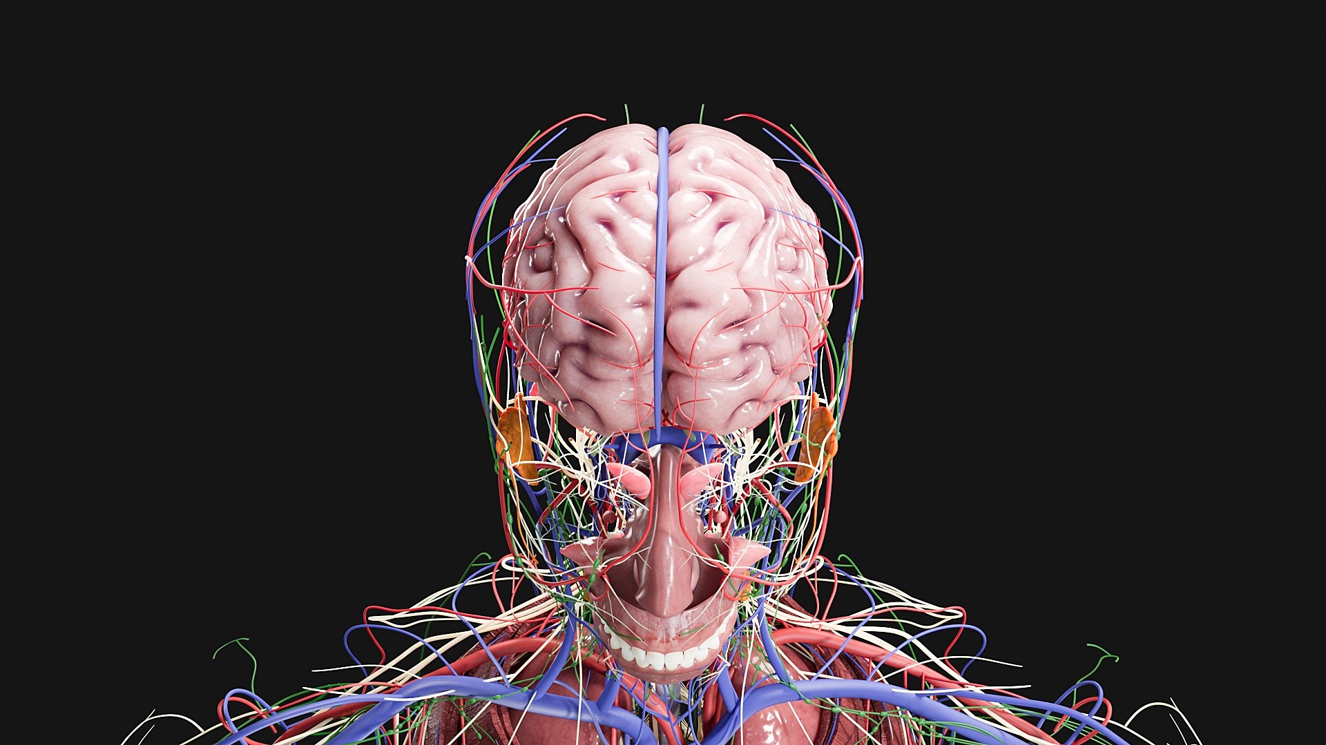 3D Female and Male Complete Anatomy https://p.turbosquid.com/ts-thumb/Cm/Lxbojr/vV/g5/jpg/1625127184/1920x1080/fit_q87/997f6c66897e1a6c64ca0fd3fcc58e665fe832a8/g5.jpg