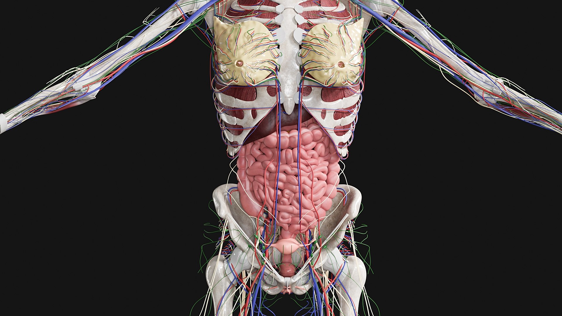 3D Female and Male Complete Anatomy https://p.turbosquid.com/ts-thumb/Cm/Lxbojr/vh/s15/jpg/1625127342/1920x1080/fit_q87/7124178360a0e253cb7d1423bfe32179f0761a44/s15.jpg