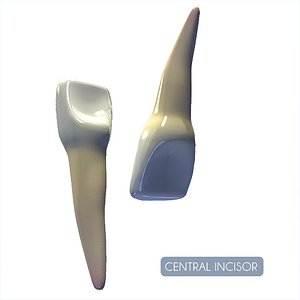 central incisor 3d model