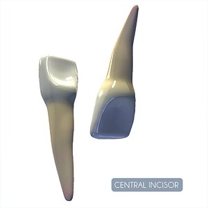 Human Central Incisor textured