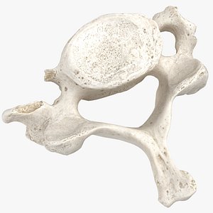 cervical vertebrae c7 white 3D model