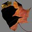 realistic autumn leaf max