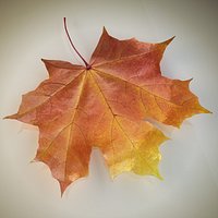 Autumn maple leaf