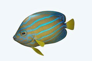 3D anglefish fish