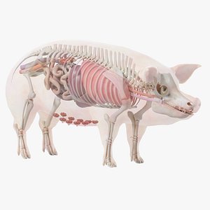 猪身体骨骼和器官静态3D
