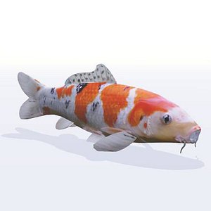 3D fish koi carp
