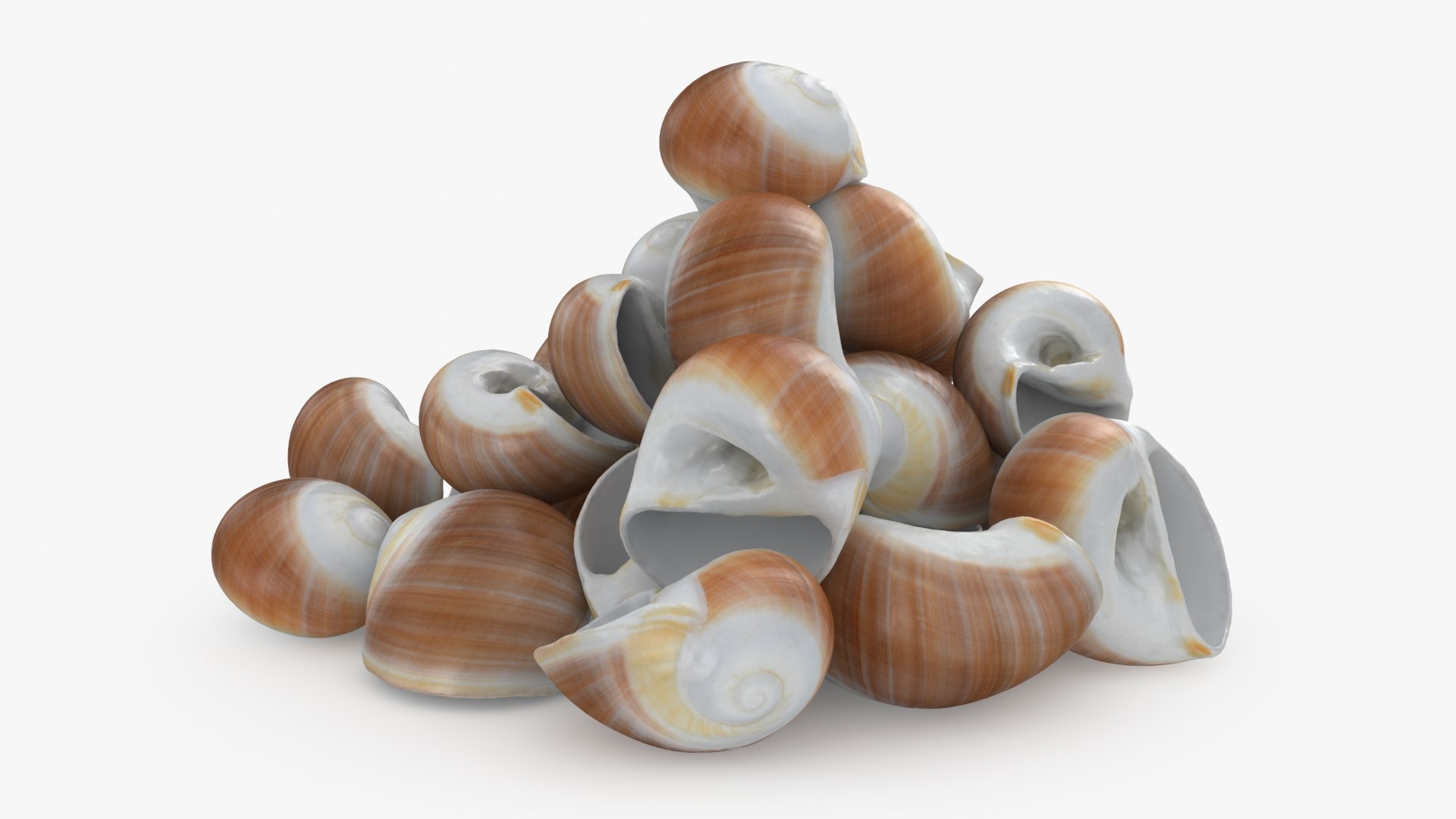 3D Natica Vitellus Pile Model - TurboSquid 2210575