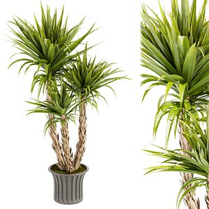 3D Collection plant vol 388 - indoor - leaf - Dracaena - luxe  - blender - 3dmax - cinema 4d model