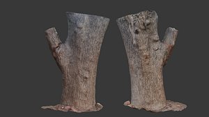3D Double Branch Tree Stump Scan model