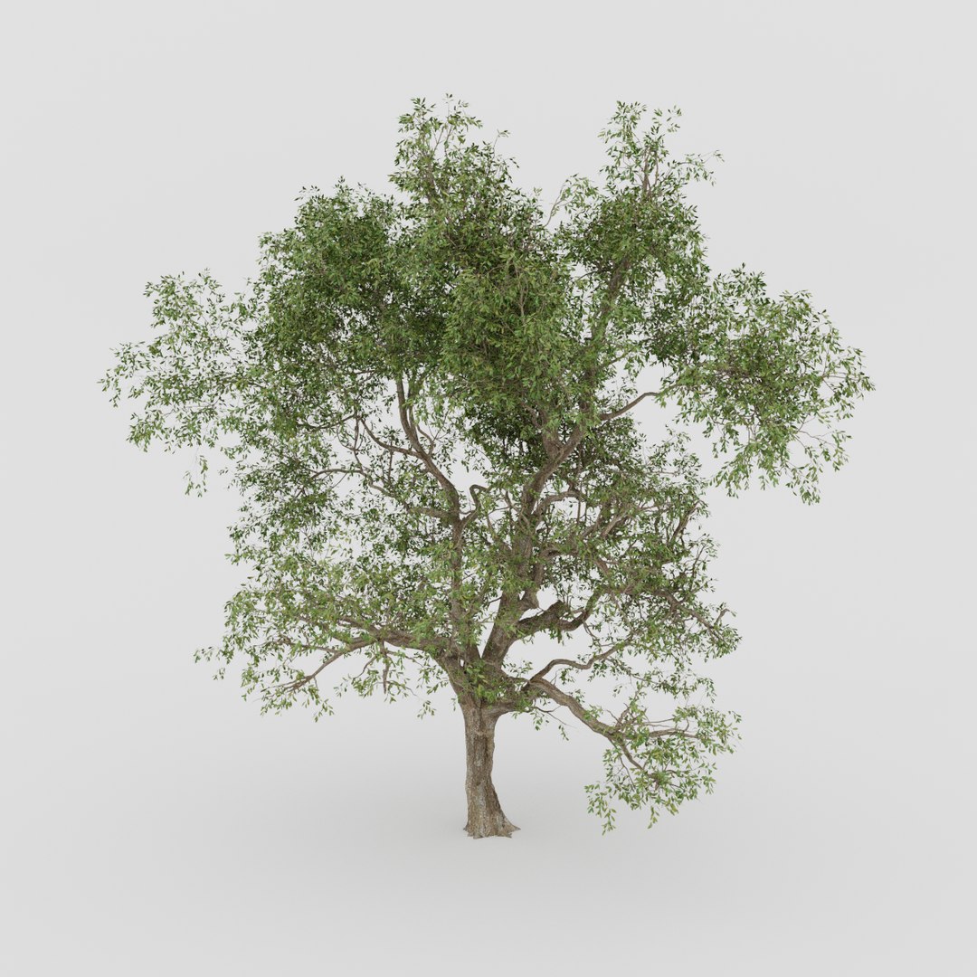 3D Simple Tree - TurboSquid 1994938