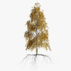 3D model birch autumn 3 tree