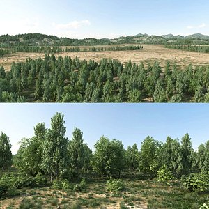 forest landscape
