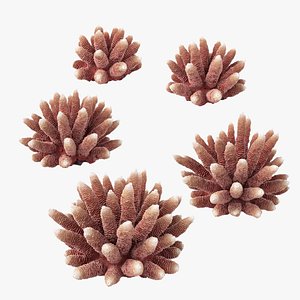 3D Acropora Corals S Collection model