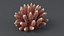 3D Acropora Corals S Collection model