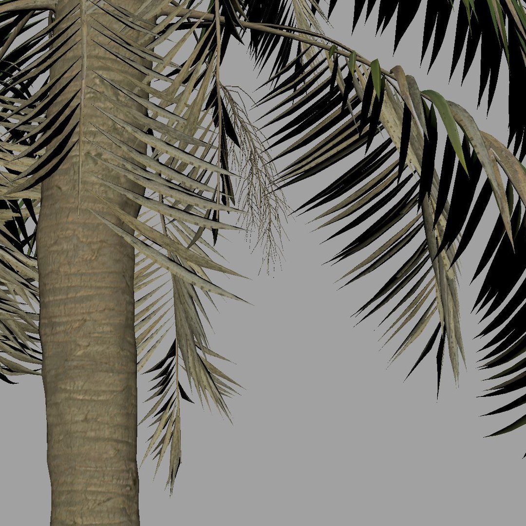 3D palm wind tree https://p.turbosquid.com/ts-thumb/Cn/K8VkFc/Ln1PVN6G/03_closeup/jpg/1596911197/1920x1080/fit_q87/909b53fa85fadc527a197c7c4d165efcea563fc3/03_closeup.jpg