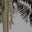 Viento de animación de palmera
