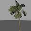 Viento de animación de palmera