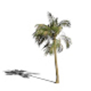 3D palm wind tree