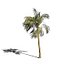 Viento de animación de palmera