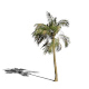 Palm Tree Animation Wind