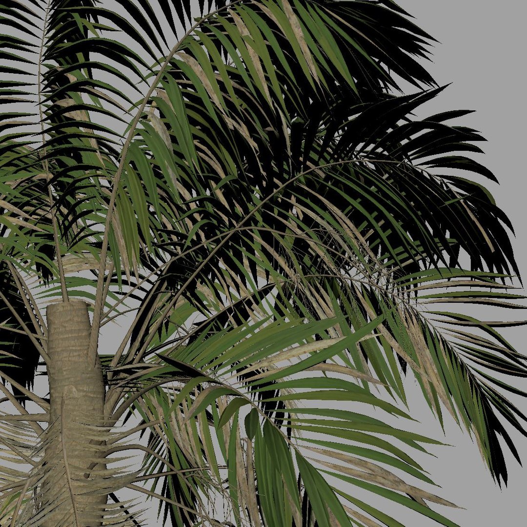 3D palm wind tree https://p.turbosquid.com/ts-thumb/Cn/K8VkFc/pfeH9I3I/02_closeuptop/jpg/1596911197/1920x1080/fit_q87/525ae2a8bcb0372ae818a1d6d0c0296d04ef8a29/02_closeuptop.jpg