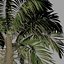 Viento de animación de palmera