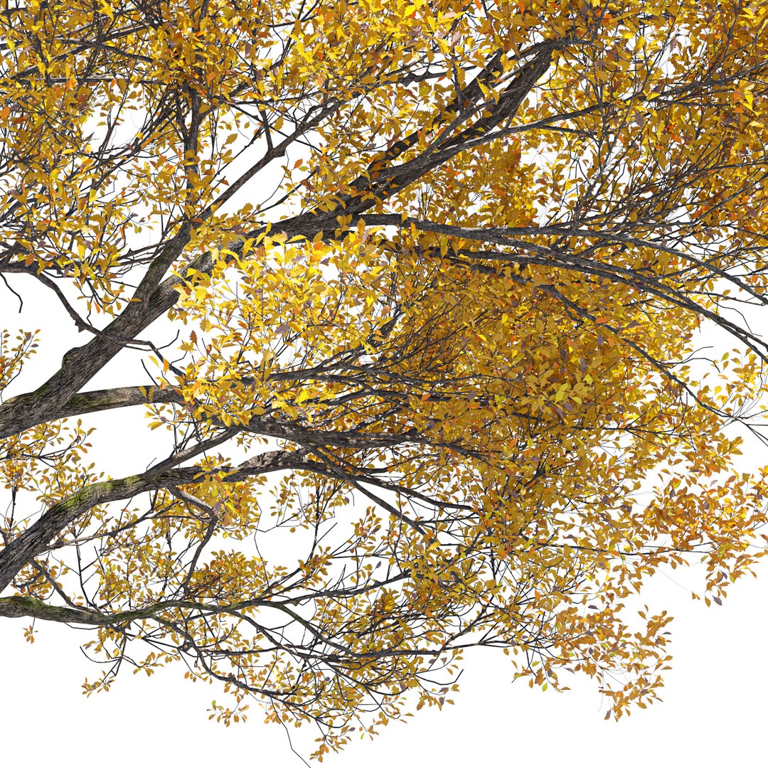 Autumn Oak Tree 02 3D Model - TurboSquid 2418769